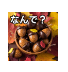 秋のどんぐりキャンディー（個別スタンプ：5）