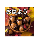 秋のどんぐりキャンディー（個別スタンプ：6）
