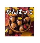 秋のどんぐりキャンディー（個別スタンプ：11）