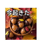 秋のどんぐりキャンディー（個別スタンプ：13）