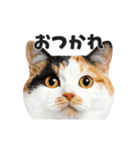 猫の顔がどーん！ 2（個別スタンプ：8）