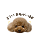 こたろうくん.mix（個別スタンプ：9）