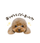 こたろうくん.mix（個別スタンプ：10）
