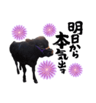 畜産農家スタンプ（個別スタンプ：1）