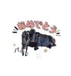 畜産農家スタンプ（個別スタンプ：5）