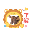 畜産農家スタンプ（個別スタンプ：7）