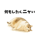 いいじゃニャいか猫だものスタンプ①（個別スタンプ：33）