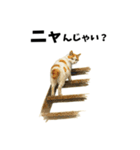 いいじゃニャいか猫だものスタンプ①（個別スタンプ：37）