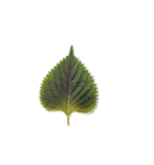 【超リアル】新鮮野菜スタンプ（個別スタンプ：39）