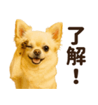 ずっと使える♡秋のチワワ！（個別スタンプ：1）