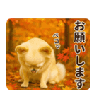 ずっと使える♡秋のチワワ！（個別スタンプ：7）
