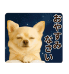 ずっと使える♡秋のチワワ！（個別スタンプ：10）