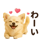 ずっと使える♡秋のチワワ！（個別スタンプ：12）