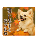ずっと使える♡秋のチワワ！（個別スタンプ：14）