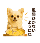 ずっと使える♡秋のチワワ！（個別スタンプ：18）