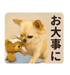ずっと使える♡秋のチワワ！（個別スタンプ：19）