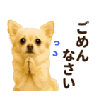 ずっと使える♡秋のチワワ！（個別スタンプ：21）