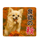 ずっと使える♡秋のチワワ！（個別スタンプ：22）