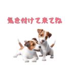 [気を付けて来てね]ジャックラッセルテリア（個別スタンプ：5）