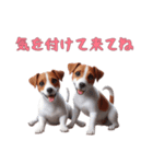 [気を付けて来てね]ジャックラッセルテリア（個別スタンプ：6）