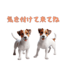 [気を付けて来てね]ジャックラッセルテリア（個別スタンプ：12）