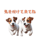 [気を付けて来てね]ジャックラッセルテリア（個別スタンプ：13）