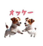 [オッケー専用]ジャックラッセルテリア（個別スタンプ：3）