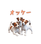 [オッケー専用]ジャックラッセルテリア（個別スタンプ：8）