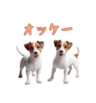 [オッケー専用]ジャックラッセルテリア（個別スタンプ：13）