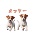 [オッケー専用]ジャックラッセルテリア（個別スタンプ：16）