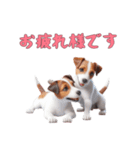 [お疲れ様です専用]ジャックラッセルテリア（個別スタンプ：1）