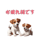 [お疲れ様です専用]ジャックラッセルテリア（個別スタンプ：5）