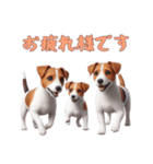 [お疲れ様です専用]ジャックラッセルテリア（個別スタンプ：8）