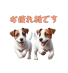 [お疲れ様です専用]ジャックラッセルテリア（個別スタンプ：13）