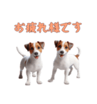[お疲れ様です専用]ジャックラッセルテリア（個別スタンプ：16）