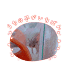 ウーパールーパー「ぷくぷく」（個別スタンプ：13）