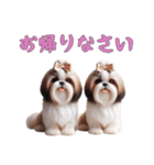 [お帰りなさい専用]ほっこりシーズー（個別スタンプ：12）