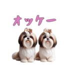 [オッケー専用]ほっこりシーズー（個別スタンプ：3）