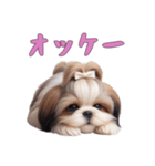 [オッケー専用]ほっこりシーズー（個別スタンプ：8）