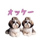 [オッケー専用]ほっこりシーズー（個別スタンプ：13）