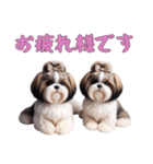 [お疲れ様です専用]ほっこりシーズー（個別スタンプ：5）