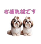 [お疲れ様です専用]ほっこりシーズー（個別スタンプ：7）