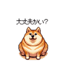 北海道弁の太っちょ柴犬（個別スタンプ：13）