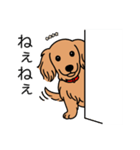 名前入りダックスロングゴールド（個別スタンプ：12）