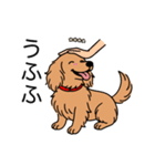 名前入りダックスロングゴールド（個別スタンプ：19）