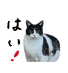 The Sudo family cats（個別スタンプ：1）
