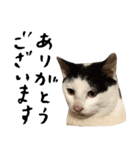 The Sudo family cats（個別スタンプ：2）