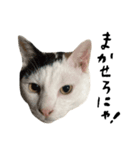 The Sudo family cats（個別スタンプ：3）