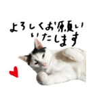 The Sudo family cats（個別スタンプ：4）