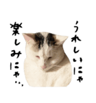 The Sudo family cats（個別スタンプ：5）